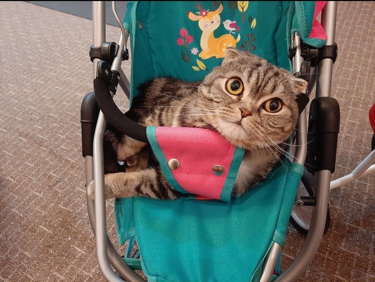 Какие отношения у ваших мужей, детей с кошками??