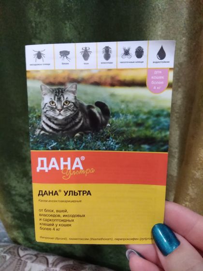 Школьное собрание и вши