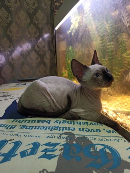 Подскажите, что это за
