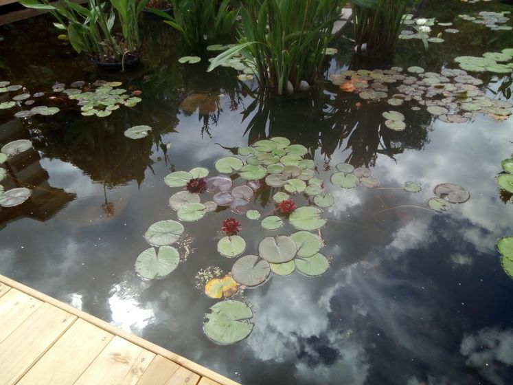 "Подводные краски" в Аптекарском огороде 5.07
