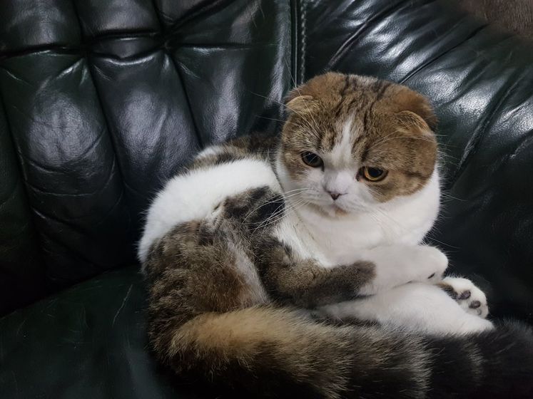 В шоке блохи