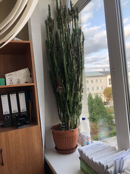 Название растения