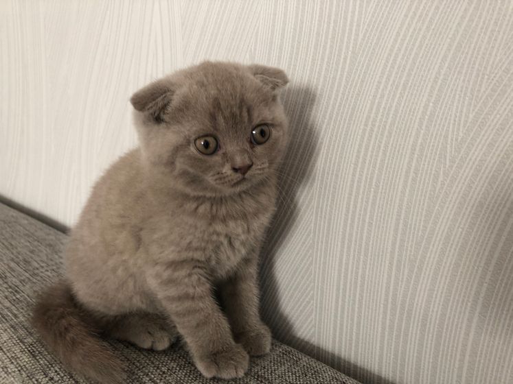 У кого есть шотландцы можете оценить котёнка