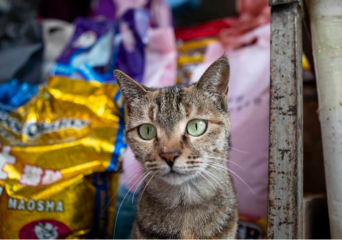 У уханьских кошек нашли коронавирус нового типа