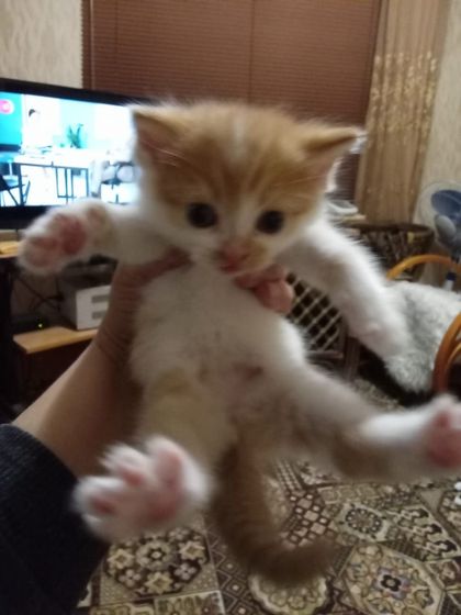 Барнаул, надо кому-нить кота?