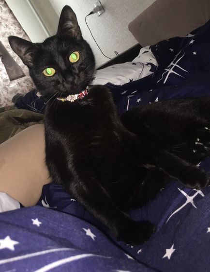 Новый член семьи 🐈