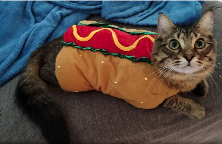 КОТОштаны, КОТОколготки - мода такая!