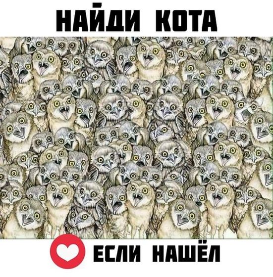 А вы найдете кота?!!!
