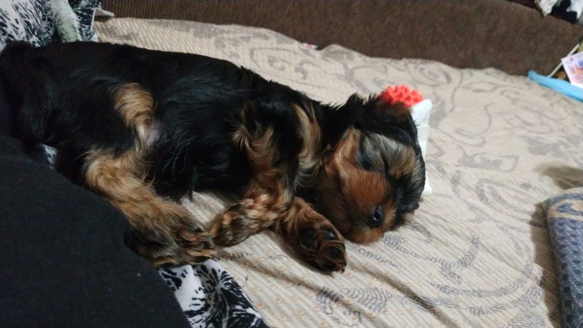 У нас пополнение.🐕