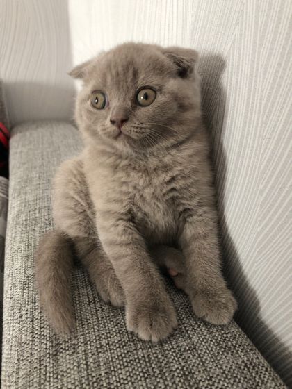У кого есть шотландцы можете оценить котёнка