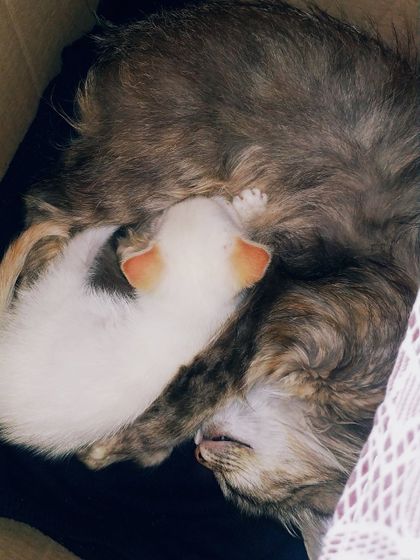 Усыновили котёнка))