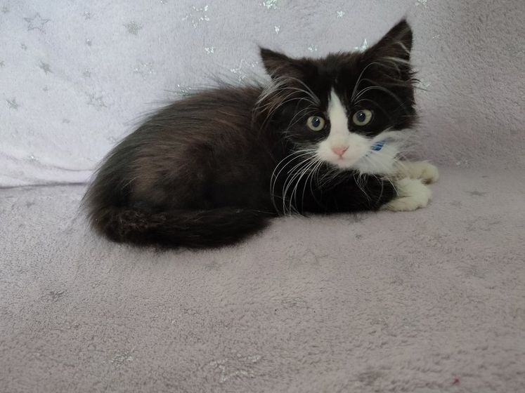 Подкинули котенка, решила себе