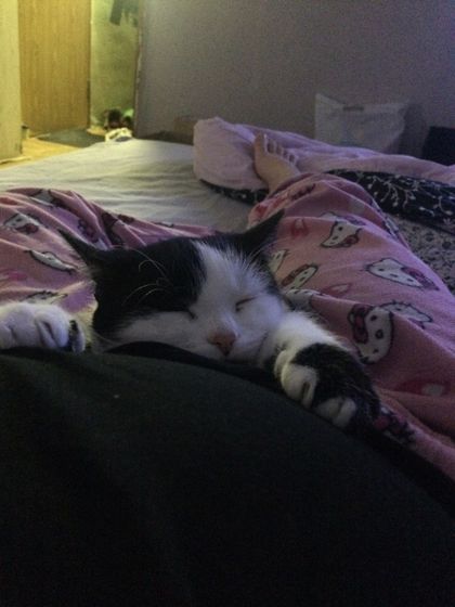 Кошка