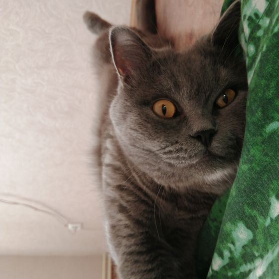 Война с котом🤦🤦🤦