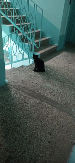 Кошка на пороге.
