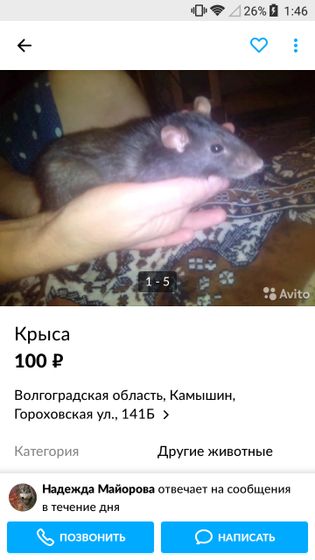 Крысы домашние????