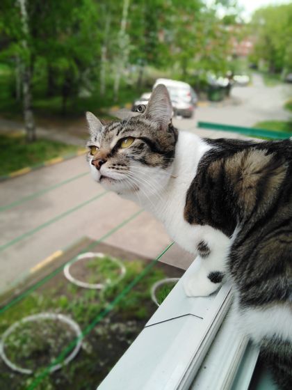 Кот наслаждается приближающимся летом