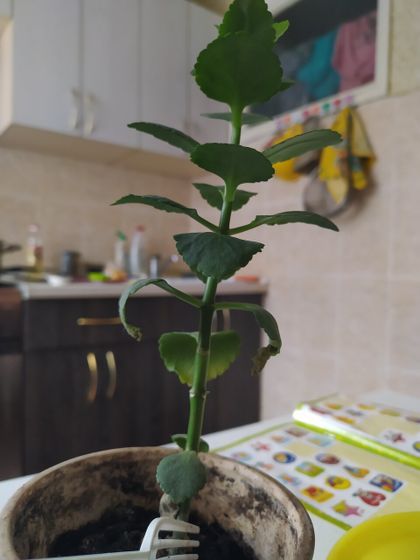 Каланхоэ гибнет.