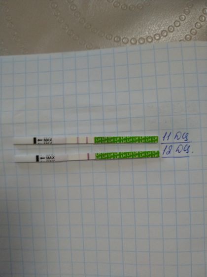 Овуляция и тесты