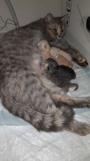 Кошка моя родила)