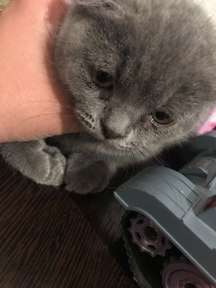 Подскажите пожалуйста Кошка 🐈