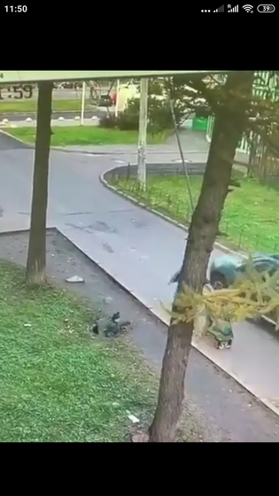 Пожалуйста, не давайте ходить
