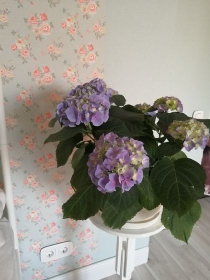 Голубая гортензия Сплю и