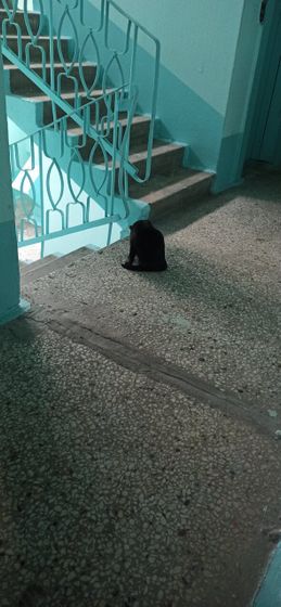 Кошка на пороге.