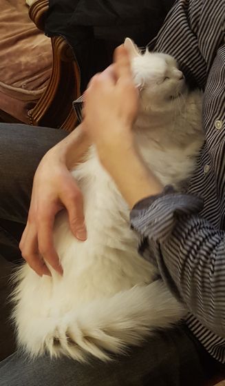 Le café des chats