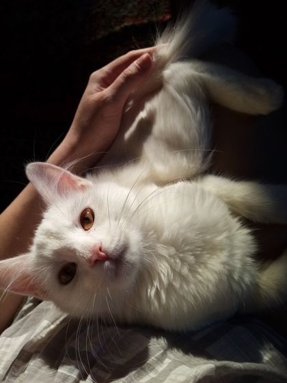 Девочки, опять про кошек.