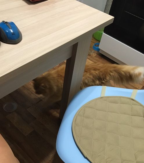 Рыжий пакостник?
