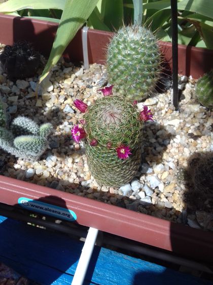Mammillaria matudae