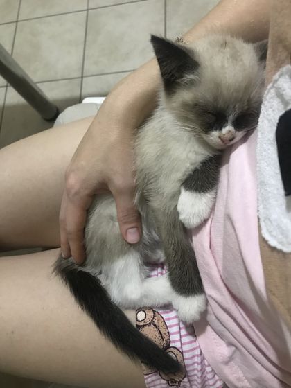 Уход за кошками
