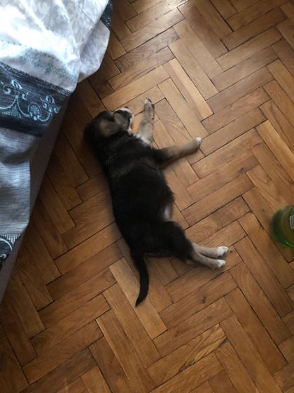 эксперт в породе