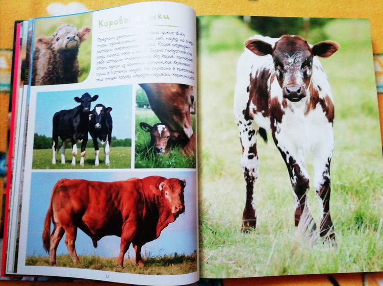 Ну и моя любовь 😍Фото-книга о животных
