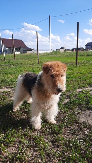 Мои мохнатые детки🐕🐕🐕🐕🐕