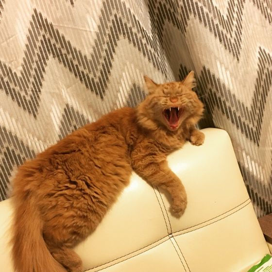 Немного моего любимого котика в ленту