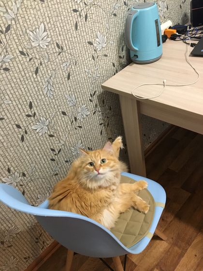 Рецептик ?