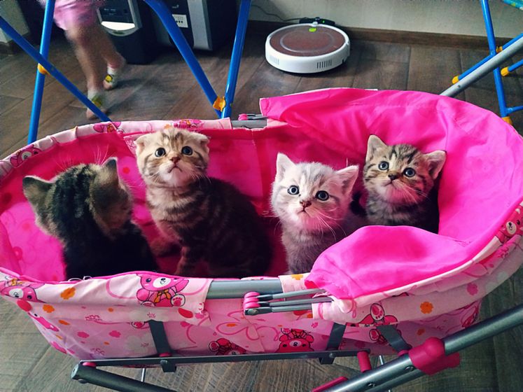 😻😺😸 мяу мяу