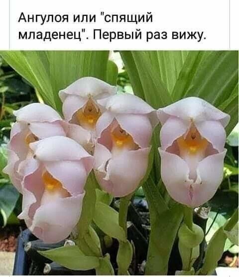 Хочу орхидею Ангулоя. Где купить, кто подскажет?