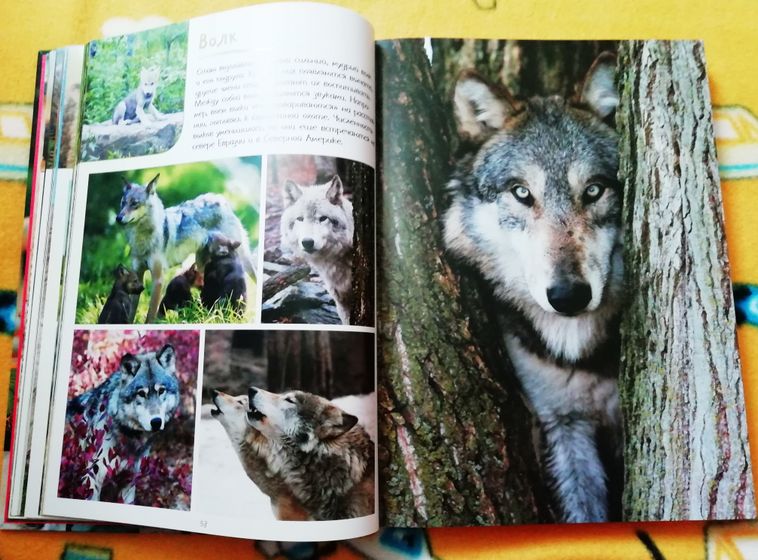 Ну и моя любовь 😍Фото-книга о животных