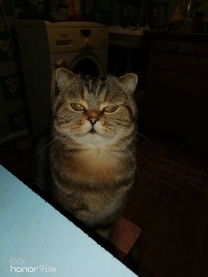 Не могу над котом