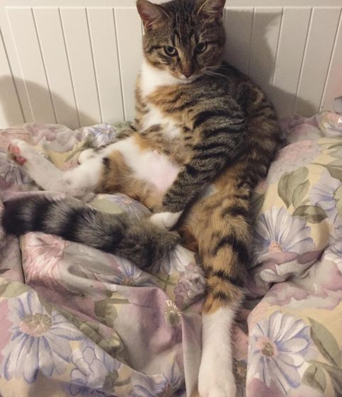 Котики