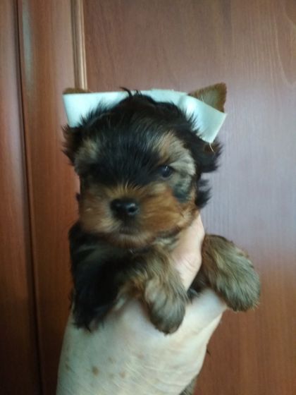 У нас пополнение.🐕