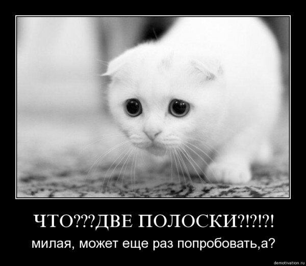 Что сказал муж на две полоски?