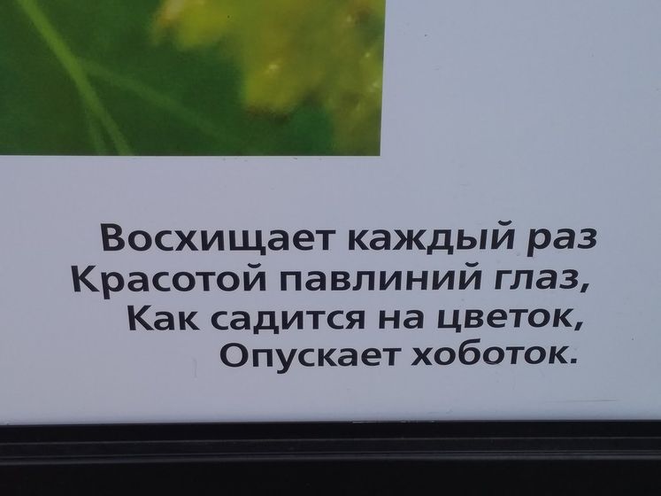 День Российского флага в парке Кузьминки. (22.08.20)