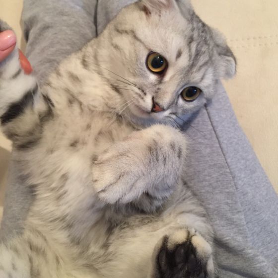 Шотландец кот. Кастрировать или нет???