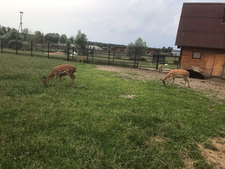 Парк птиц в воробьях