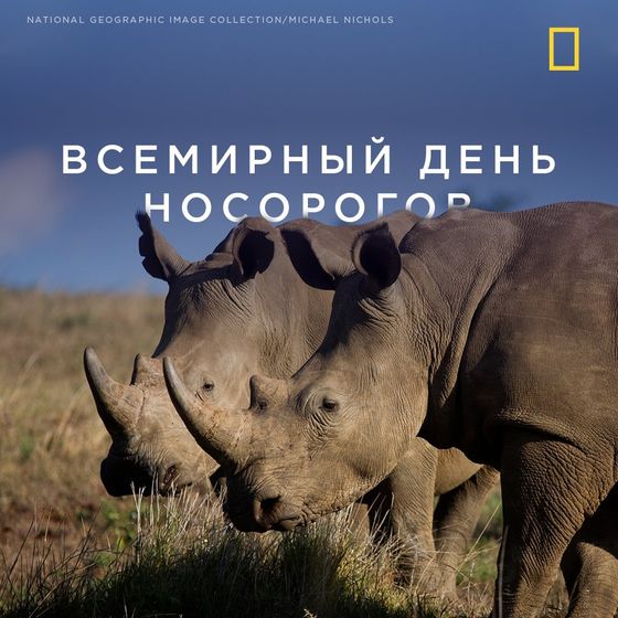 С Днём носорога.