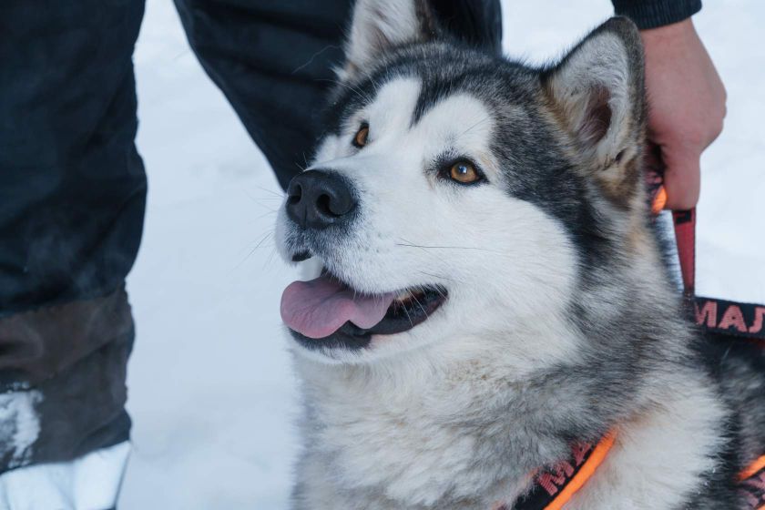 Мои мохнатые детки🐕🐕🐕🐕🐕